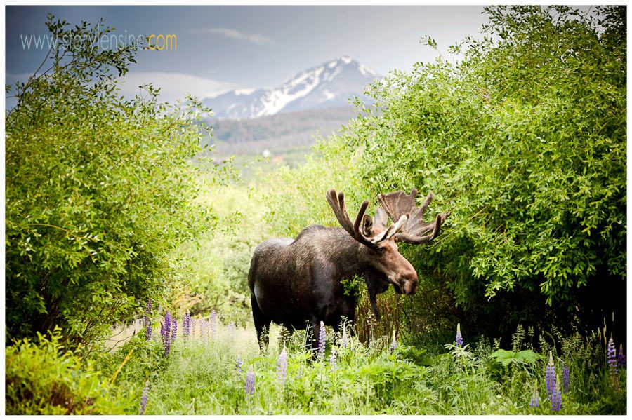 Moose in Silverthorne, Colorado